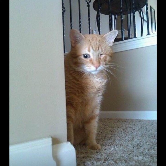 Not for sale— most of my pets, some who have passed over the Rainbow Bridge. 🥹 - Picture 11 of 16